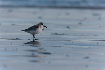 Shorebird Sanderling Calidris alba in search of food on a sandy beach in Morbihan, France