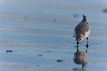 Shorebird Sanderling Calidris alba in search of food on a sandy beach in Morbihan, France