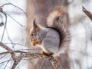 The squirrel with nut sits on tree in the winter or late autumn