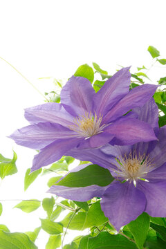 鉄線花 の画像 11 648 件の Stock 写真 ベクターおよびビデオ Adobe Stock