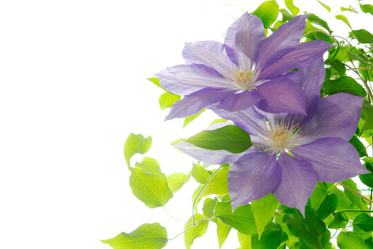 鉄線花 の画像 11 648 件の Stock 写真 ベクターおよびビデオ Adobe Stock