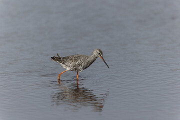 Common Redshank Tringa erythropus wading in a salt water pond in Morbihan, Bretagne