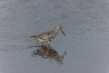 Common Redshank Tringa erythropus wading in a salt water pond in Morbihan, Bretagne