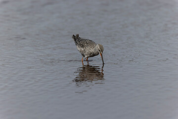 Common Redshank Tringa erythropus wading in a salt water pond in Morbihan, Bretagne