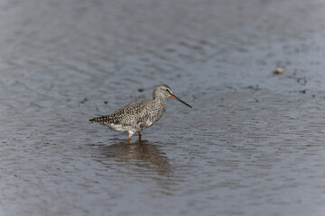 Common Redshank Tringa erythropus wading in a salt water pond in Morbihan, Bretagne