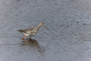 Common Redshank Tringa erythropus wading in a salt water pond in Morbihan, Bretagne