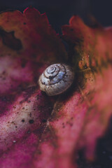 Hintergrund mit Schneckenhaus