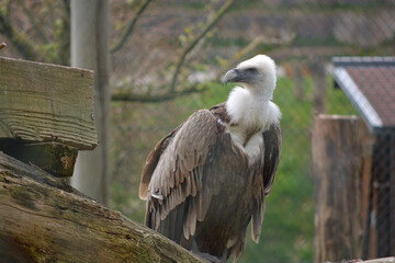 Griffon vulture or Eurasian Griffon or Gyps fulvus closeup