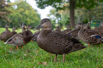 Ducks in the park