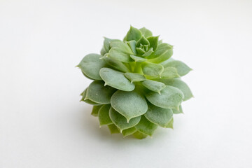 Green succulent rosette on white background, close-up. Side view on echeveria plant with thick funny leaves for publication, poster, calendar, wallpaper, website, space for your design or text