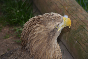 head of golden eagle seen from above sitting on the ground