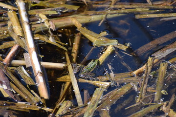 kleine männliche Kreuzkröte im Sumpfsee, von hinten