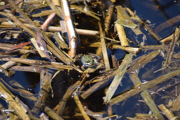 kleine männliche Kreuzkröte im Sumpfsee, von vorne