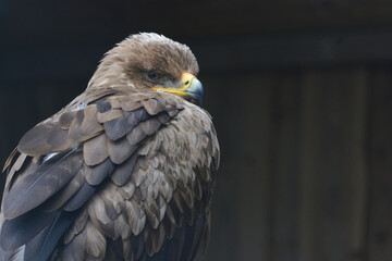 Steppe Eagle, Aquila nipalensis, sitting on a branch