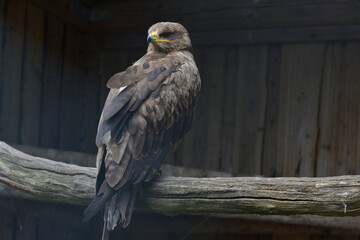 Steppe Eagle, Aquila nipalensis, sitting on a branch