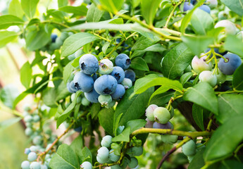 Ripe blueberries (Vaccinium Corymbosum) in homemade garden. Fresh bunch of natural fruit growing on branch on farm. Close-up. Organic farming, healthy food, BIO viands, back to nature concept.