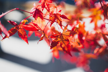 red japanese maple plant shot at extremely shallow depth of field