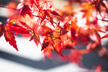 red japanese maple plant shot at extremely shallow depth of field