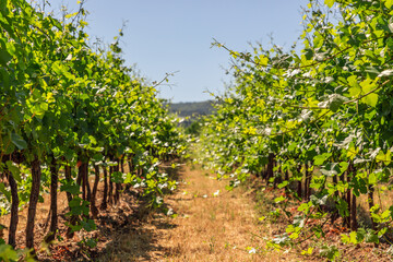 Thin tender, not yet cut shoots of young vines of low grape bushes grow on gravel yellow Provencal soil reach for clear sky sun. Vaucluse, France