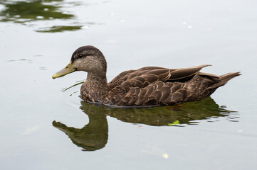 Fototapeta premium Duck and its reflection