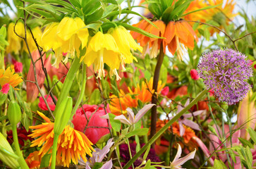 Yellow and orange Fritillaria Imperialis flowers