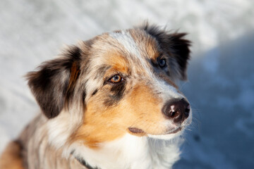 Australian Shepherd puppy Blue Merle having fun in winter