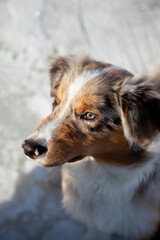 Fototapeta premium Australian Shepherd puppy Blue Merle having fun in winter park
