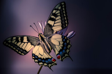 farfalla