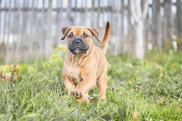 Fototapeta premium amstaff portrait in green foliage at sunset