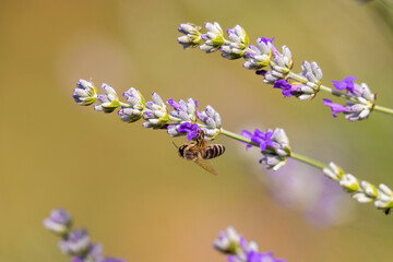 Fototapeta na wymiar A bee on Lavandula (lavender) flower