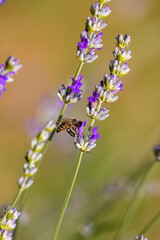 A bee on Lavandula (lavender) flower