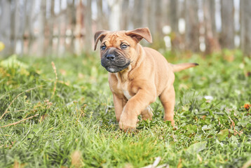 Obraz premium ca de bou puppy in a jump, cheerful and funny puppy