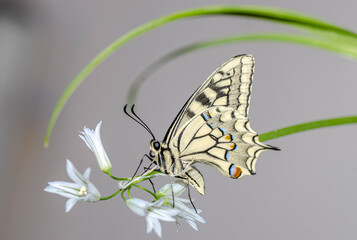 farfalla