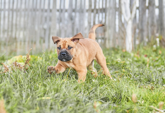 ca de bou puppy, perro dogo mallorquin puppy, , mallorca mastiff