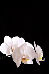 Naklejka na ściany i meble The branch of white orchid on a black background
