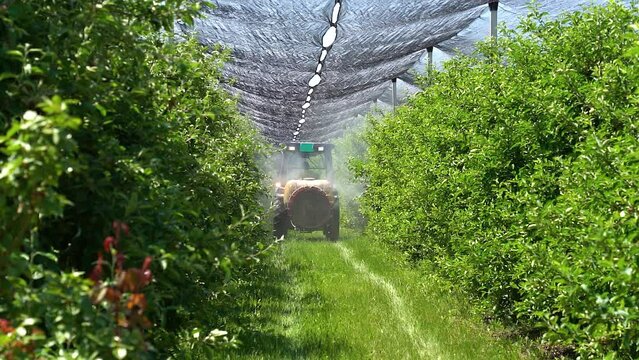 Farmer Driving Tractor And Spraying Apple Trees To Protect Them From Pests And Diseases - Slow Motion. Tractor With An Agricultural Sprayer Machine With Large Fan Spreads Pesticides In An Orchard.