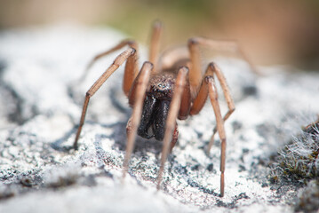 Ground spider (Gnaphosa sp.) on a rock