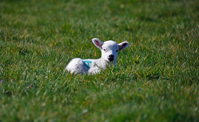Newborn lambs in a grassy meadow
