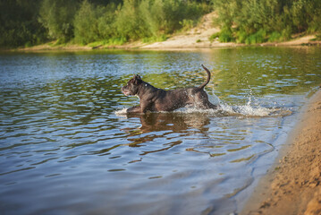 dog breed american staffordshire terrier jumps in the coda, dog and splashes of water, the dog...