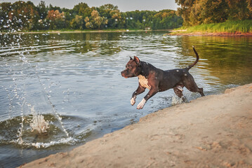 a dog breed American Staffordshire Terrier cheerfully gallops along the river bank making splashes...