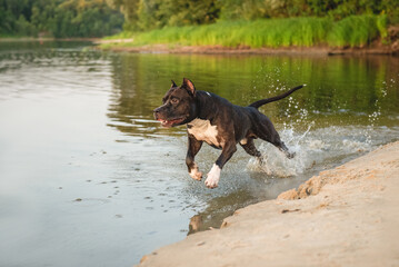 American Staffordshire Terrier dog breed fun jumps along the shore of the reservoir