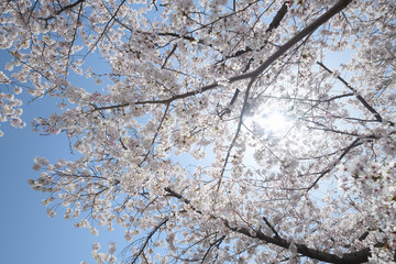 青空と桜