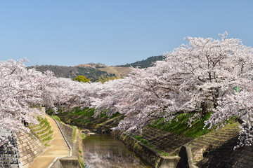 佐保川の桜と若草山