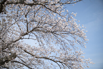 立派な桜