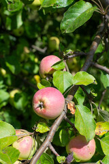 Blurred image of apples on a branch with leaves. Agriculture concept.