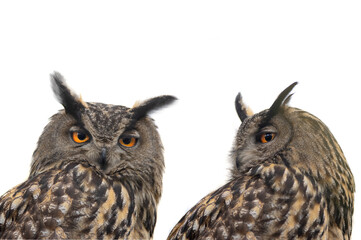  portrait two owl isolated on white background