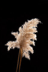 Branch of dry pampas grass close-up on a black background. Fluffier beige flowers in the sun...