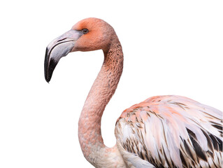 portrait of pink flamingo isolated against white background