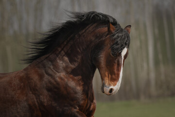 Portrait of a free bay horse