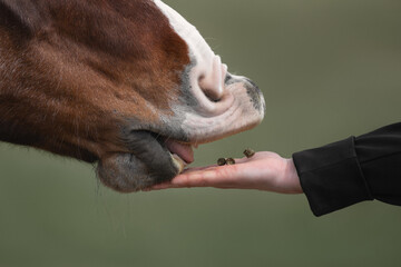 Portrait of a free bay horse